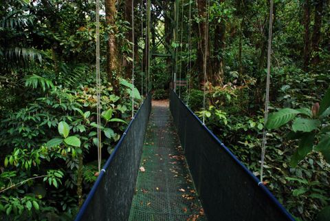 Monteverde Tours - Sky Walk Suspension Bridges