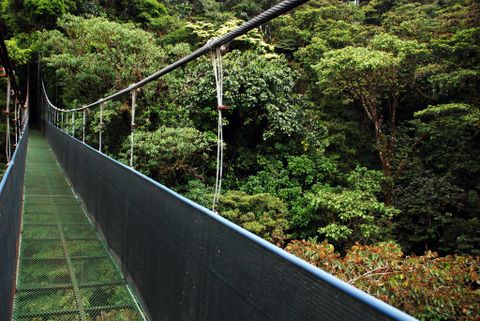 Monteverde Tours - Sky Walk Suspension Bridges