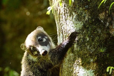 Things to do in Monteverde Costa Rica