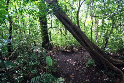 El Bosque Lodge - Monteverde Costa Rica