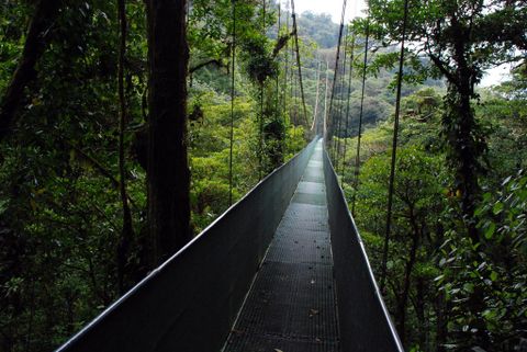Monteverde Tours - Sky Walk Suspension Bridges