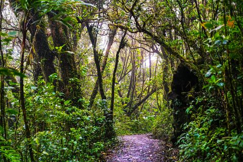 A Santa Elena Cloud Forest trail is surrounded by trees
        which almost form an archway