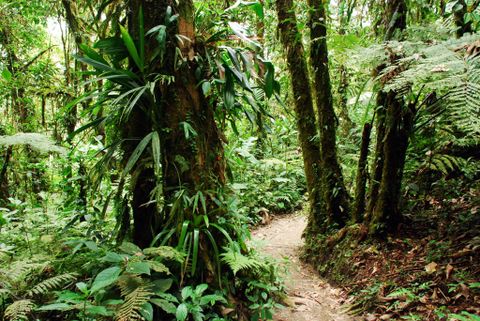 Monteverde Tours - Sky Walk Suspension Bridges
