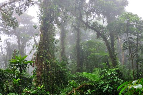 Things to do in Monteverde Costa Rica