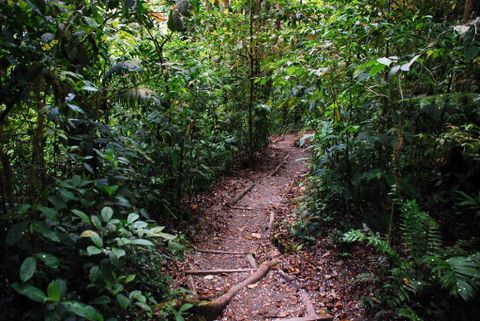 Monteverde Tours - Sky Walk Suspension Bridges