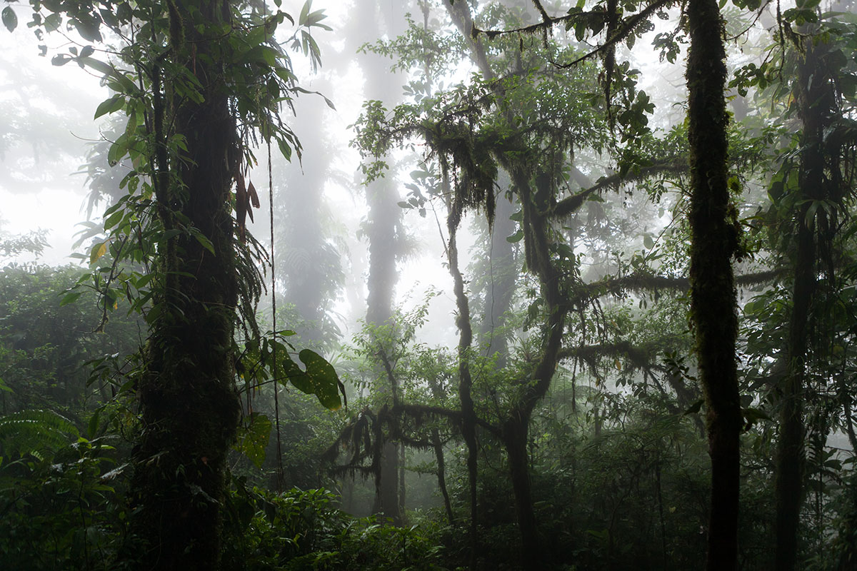 The beautiful and hazy Santa Elena Cloud Forest Reserve